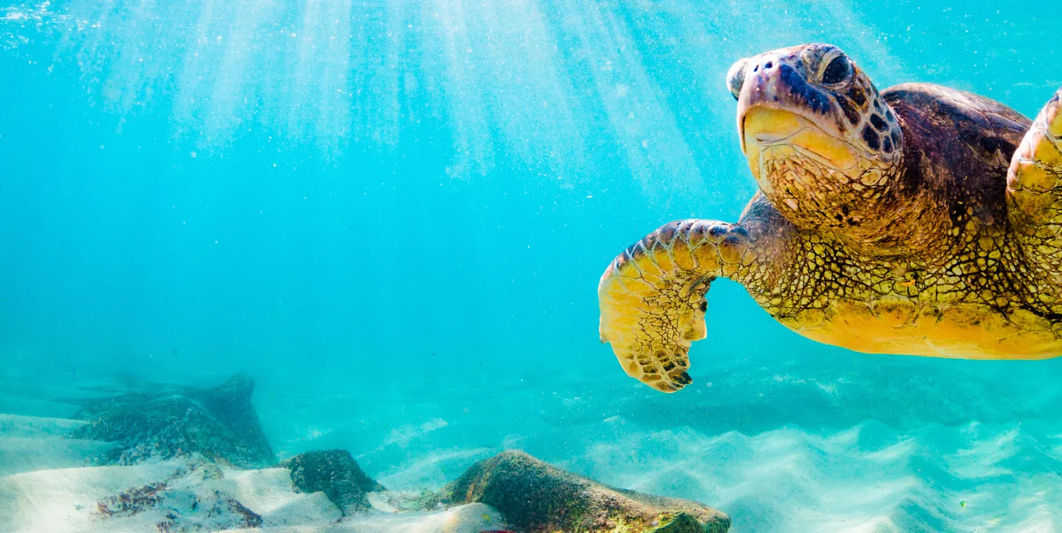 dive base academy special offers